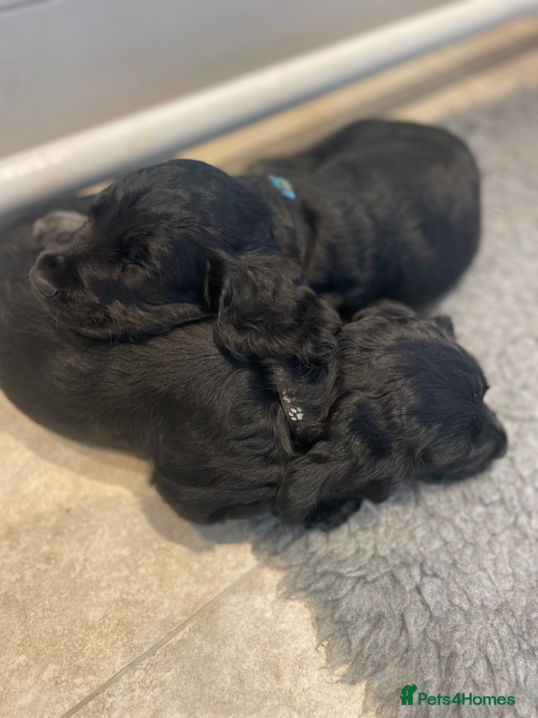 Cocker Spaniel dogs for sale: 2 working cocker puppies  - Advert 1