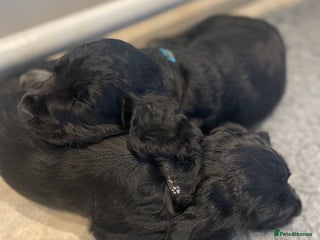 Cocker Spaniel dogs 2 working cocker puppies - Advert 6