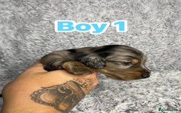 Dachshund dogs for sale: Long haired dachshunds - Image 2