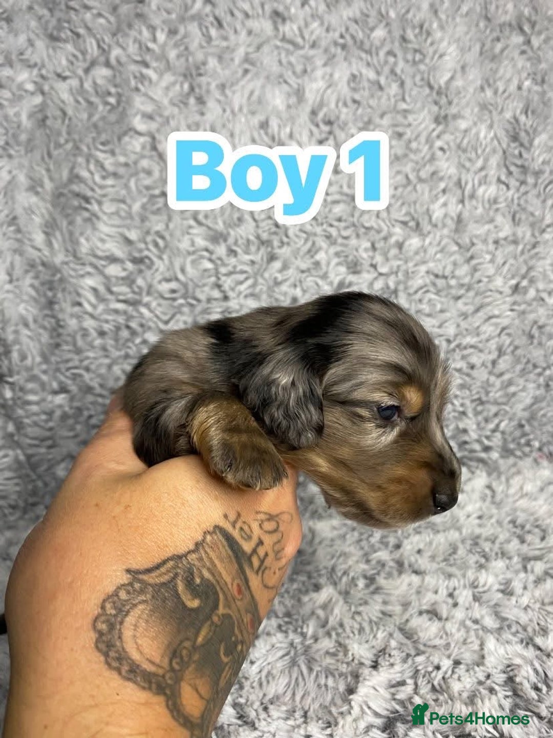 Dachshund dogs for sale: Long haired dachshunds - Image 2