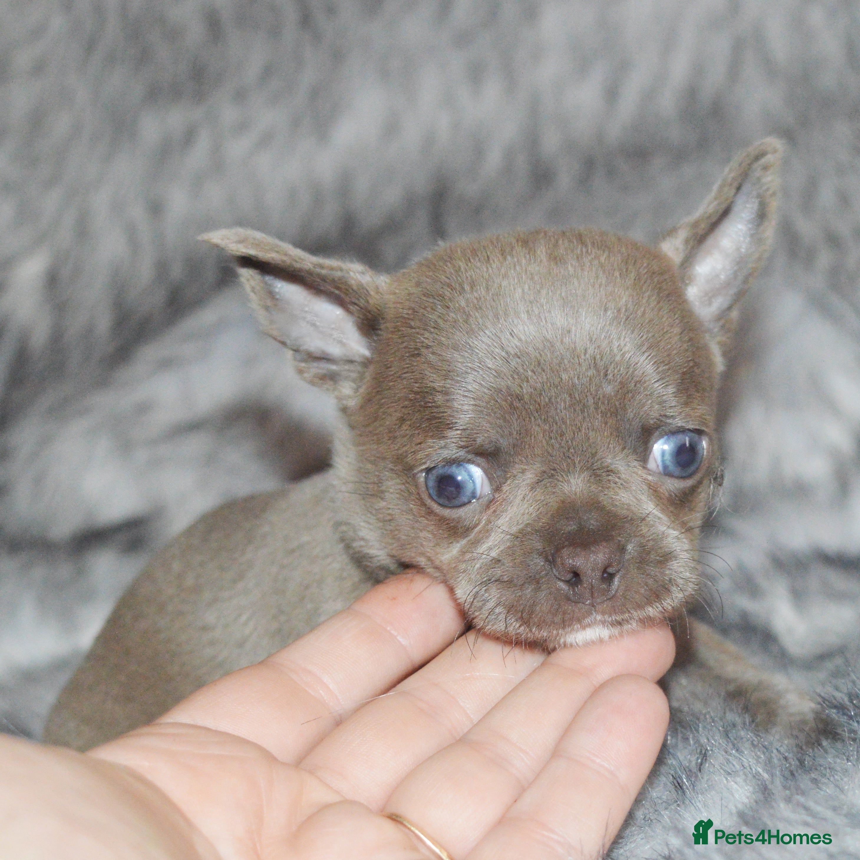 Chihuahua dogs EXTENSIVELY HEALTH TESTED KC REG CHIHUAHUAS  - Advert 2