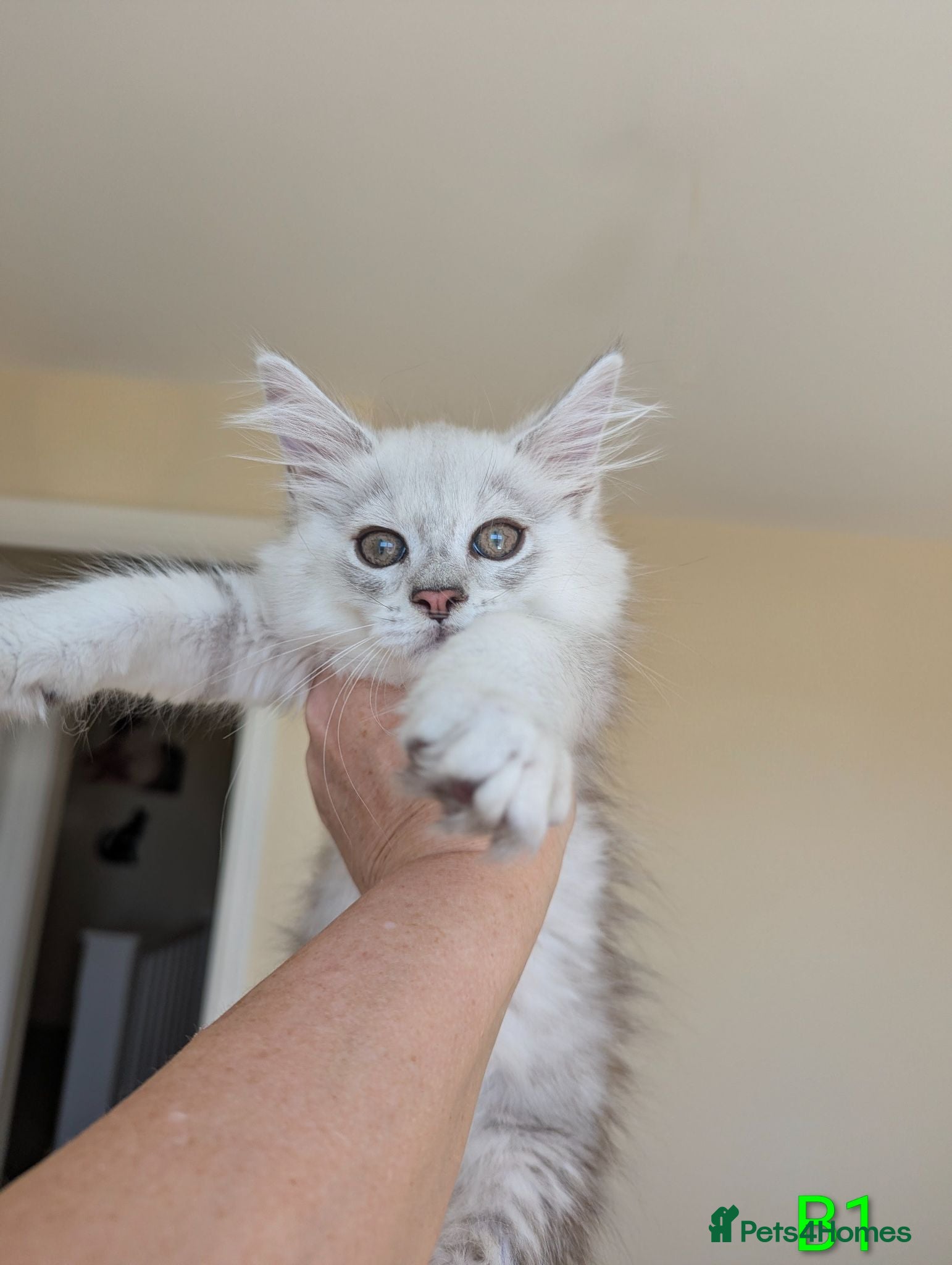 Maine Coon cats Male Maine Coon Kittens  - Advert 5