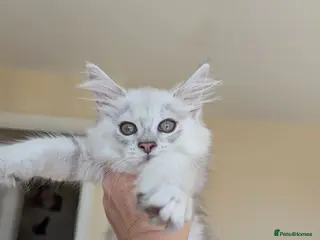 Maine Coon cats Male Maine Coon Kittens - Advert 4