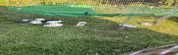 Mixed Breed rabbits for sale: 9 baby bunnies very soon ready for loving homes - Advert 4