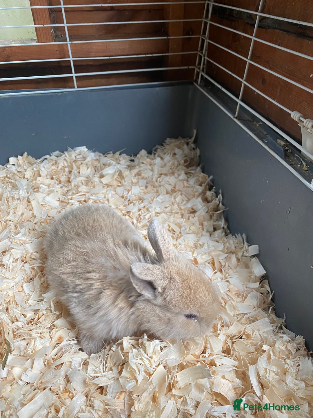 Mini Lop rabbits for sale: Mini lops - Advert 5