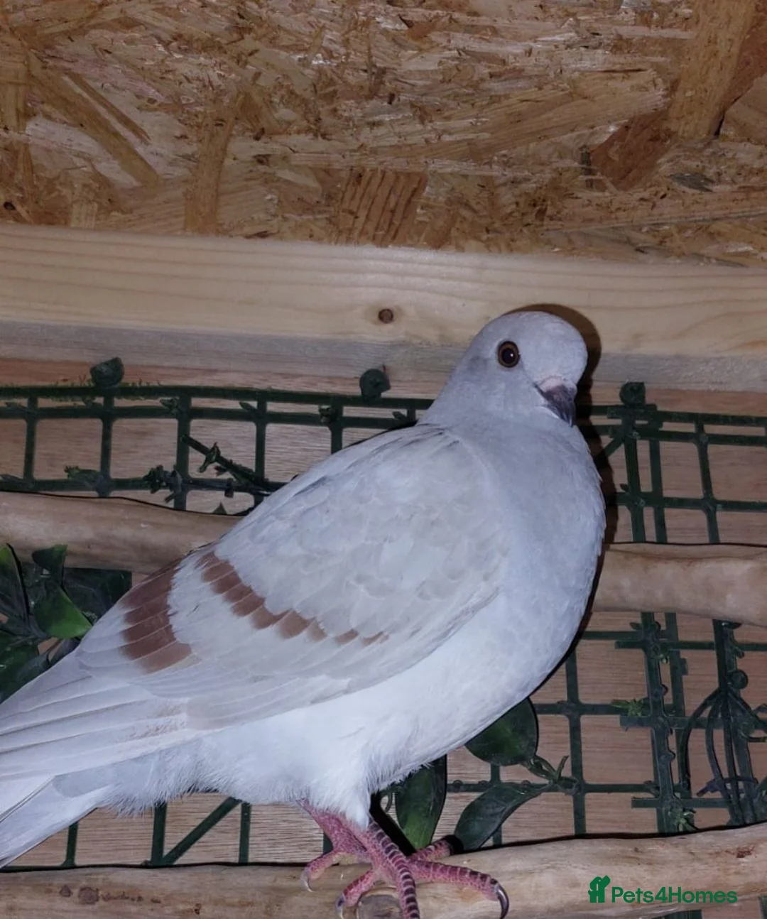 Pigeons birds for sale: Stunning male German Owl Cross Ice Pigeon male - Advert 2