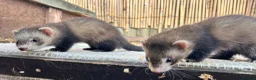 Ferret rodents for sale: Working strain hob ferrets  - Advert 3