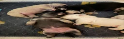 Mixed Breed dogs for sale: French bulldog x chihuahua babies  - Advert 9