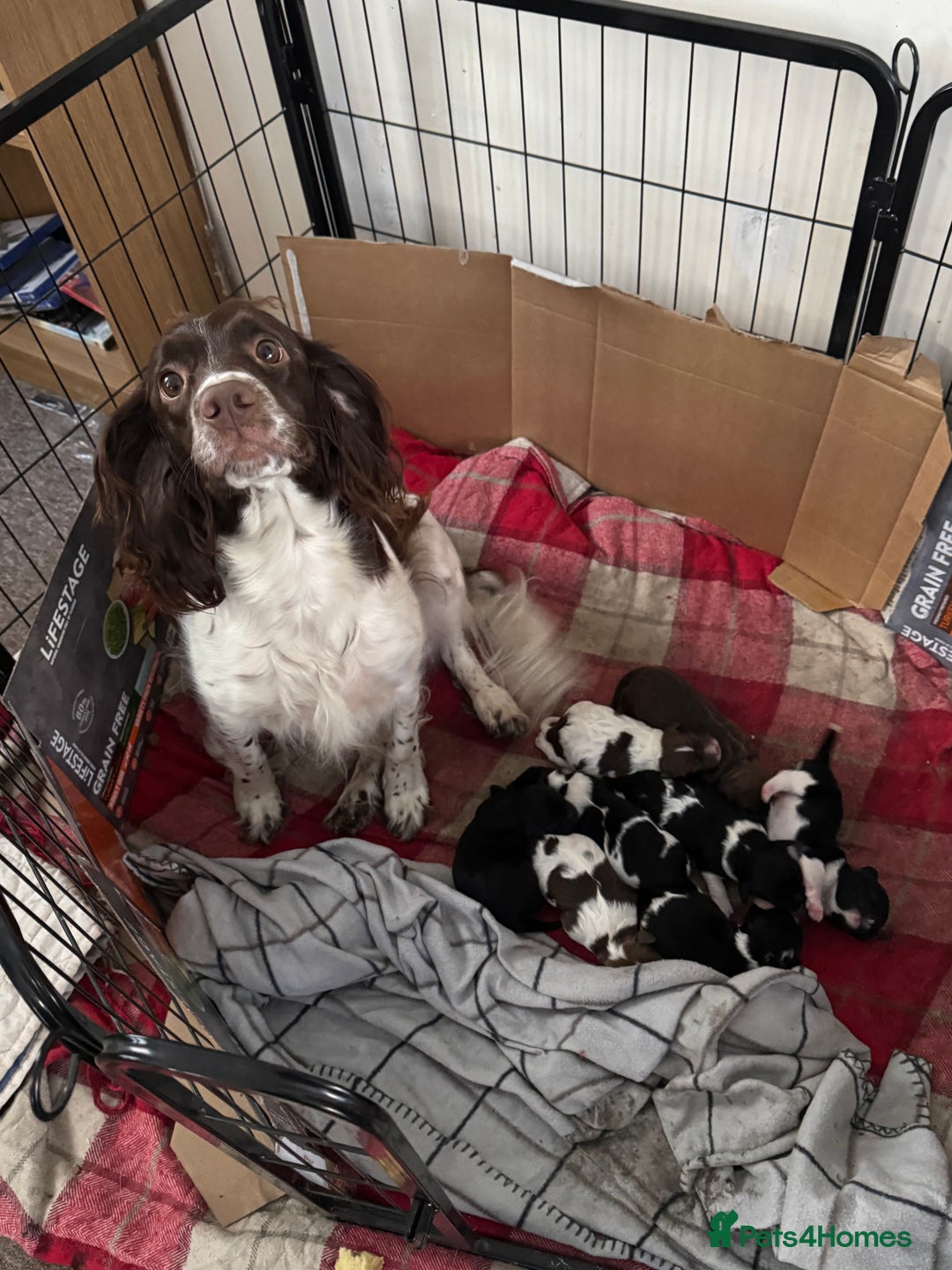 Mixed Breed dogs for sale: 8 Springer mix Puppies - Advert 1