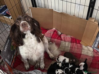 Mixed Breed dogs 8 Springer mix Puppies - Advert 1