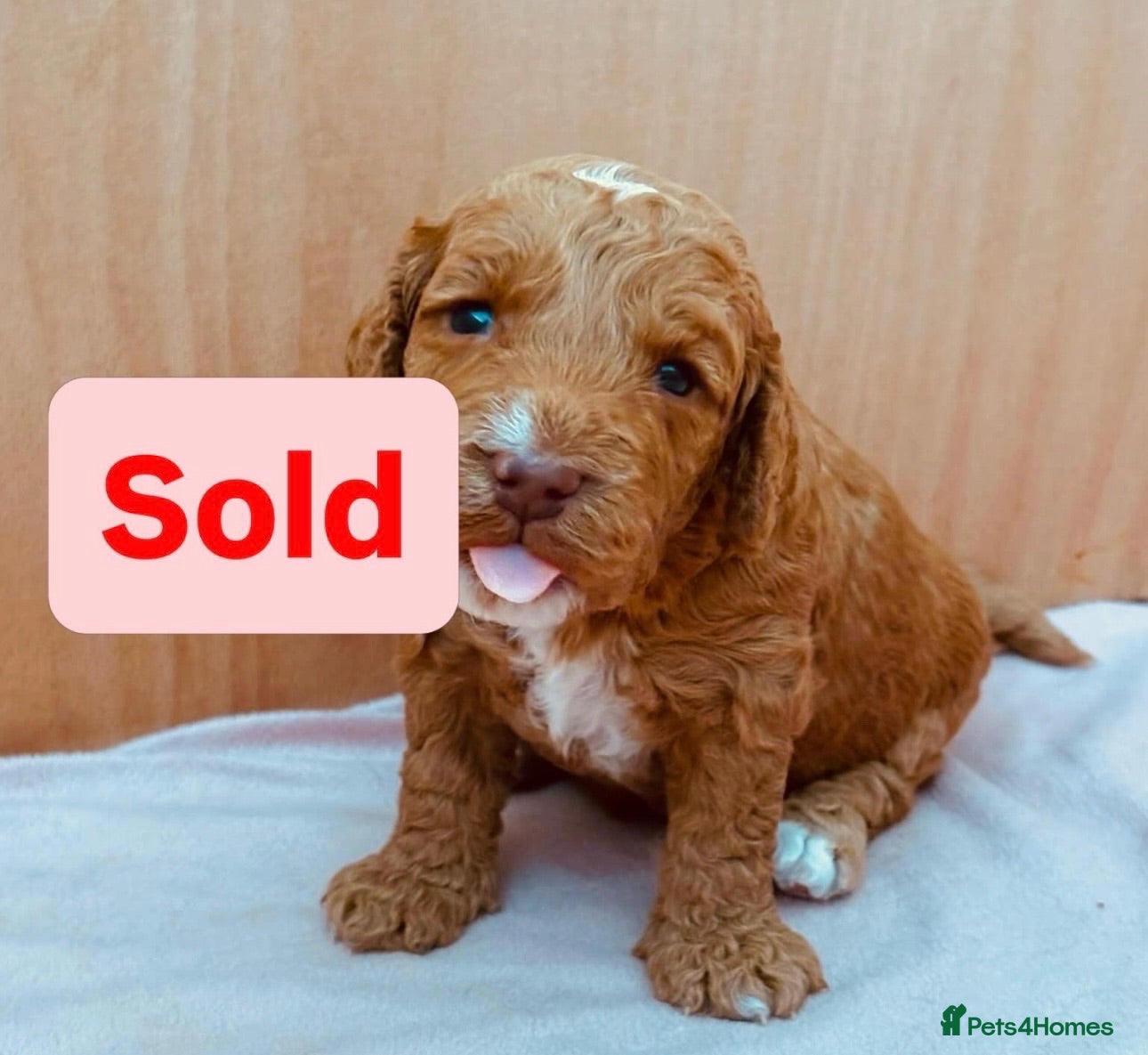 Cockapoo dogs Beautiful miniature F2 cockapoos - Advert 2