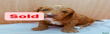 Cockapoo 3