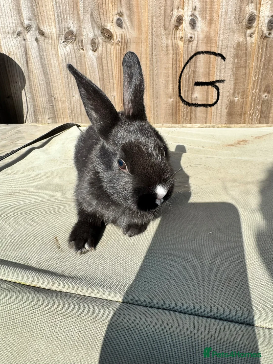 Mixed Breed rabbits for sale: Mixed breed baby bunnies - Advert 1