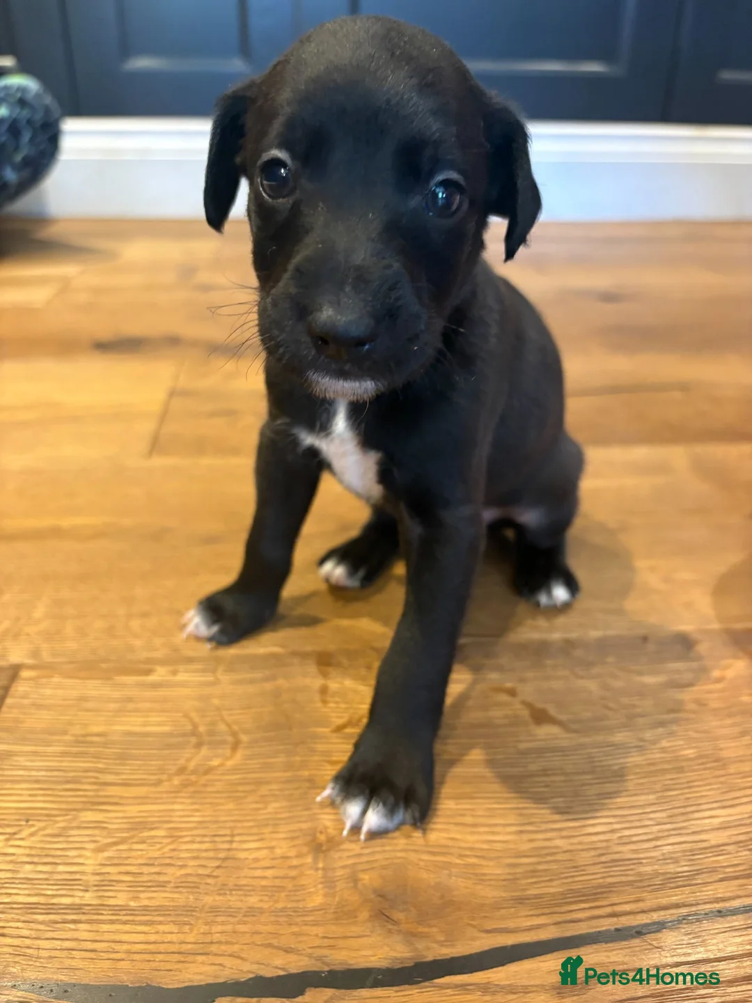 Mixed Breed dogs for sale: Puppies for sale - Advert 9