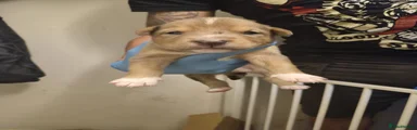 Mixed Breed Puppy 1