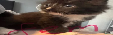 White nose 