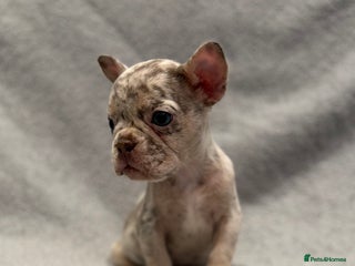 French Bulldog dogs 🐶 Beautiful Litter Of French Bulldogs 🐶 - Advert 8