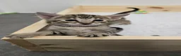 Savannah cats for sale: F8 savannah kittens- TICA registered  - Advert 7