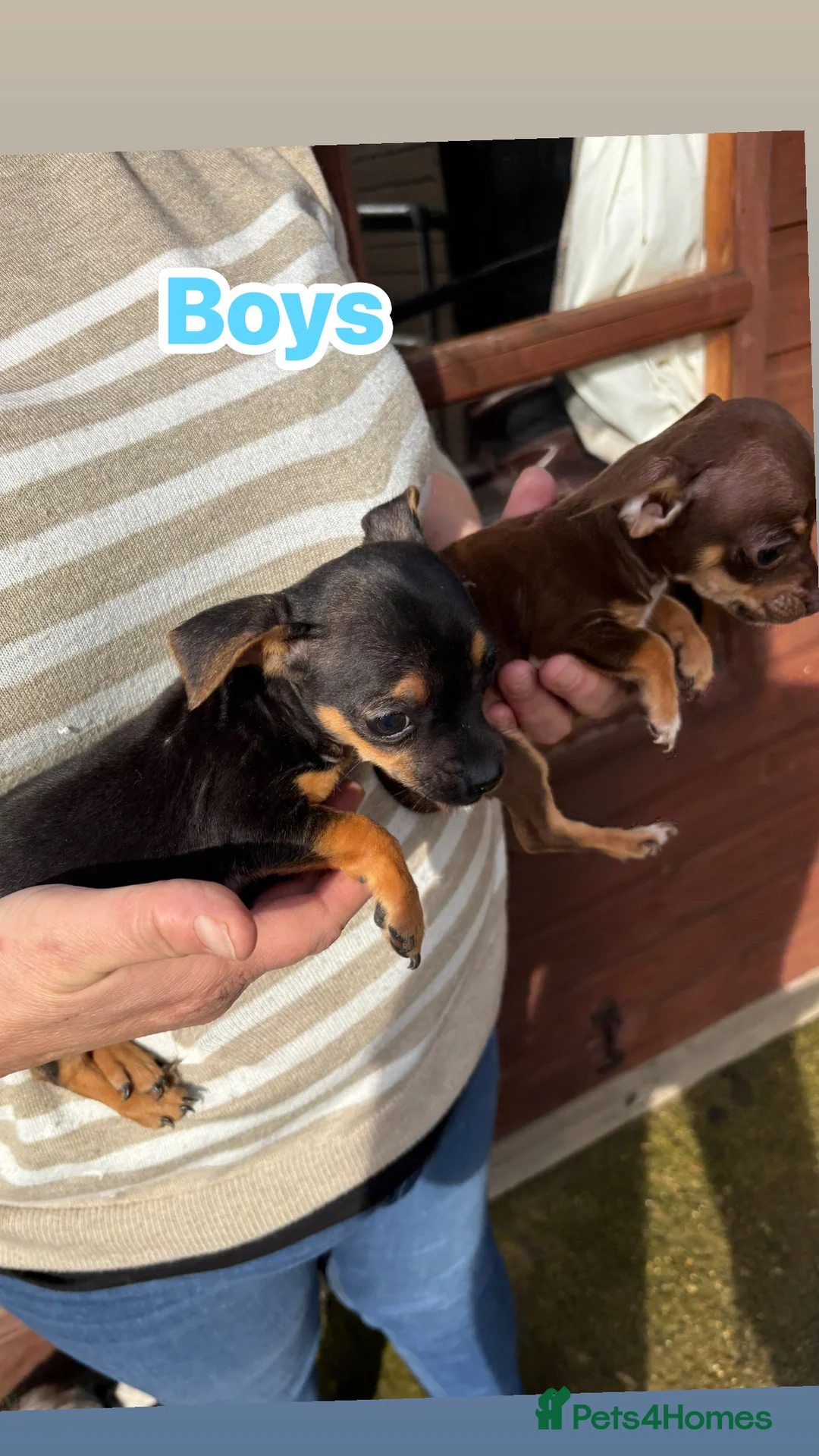 Jack Chi dogs for sale: Jack Chi’s  - Advert 6