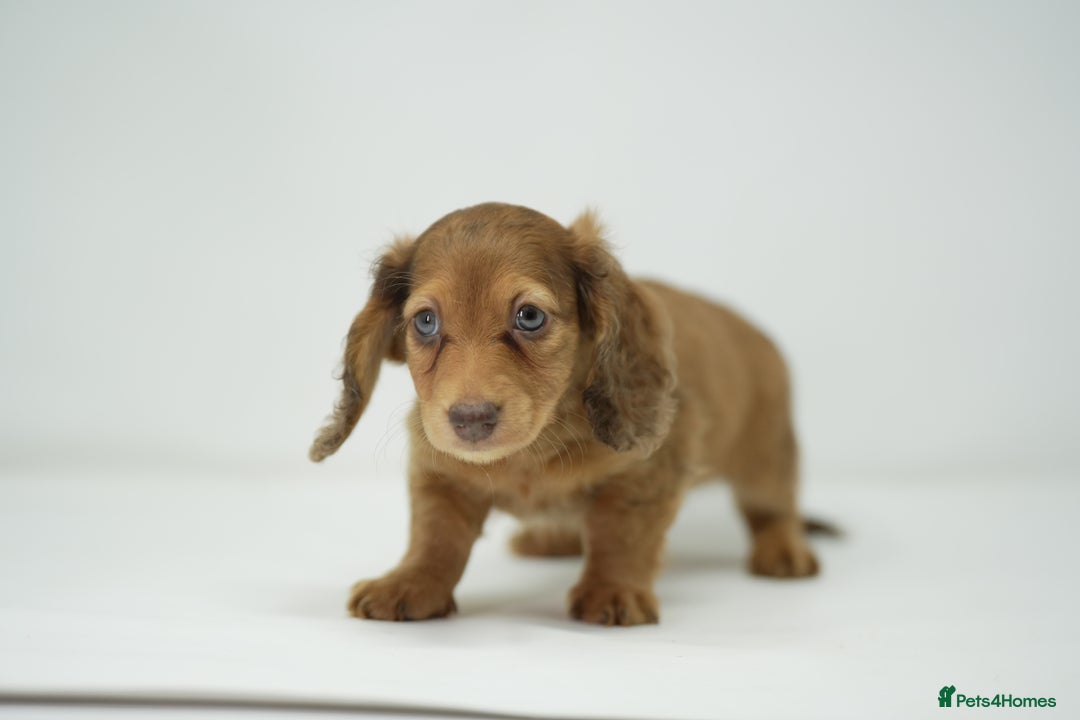 Miniature Dachshund dogs for sale: Long haired shaded red dapple dachshund  - Image 4