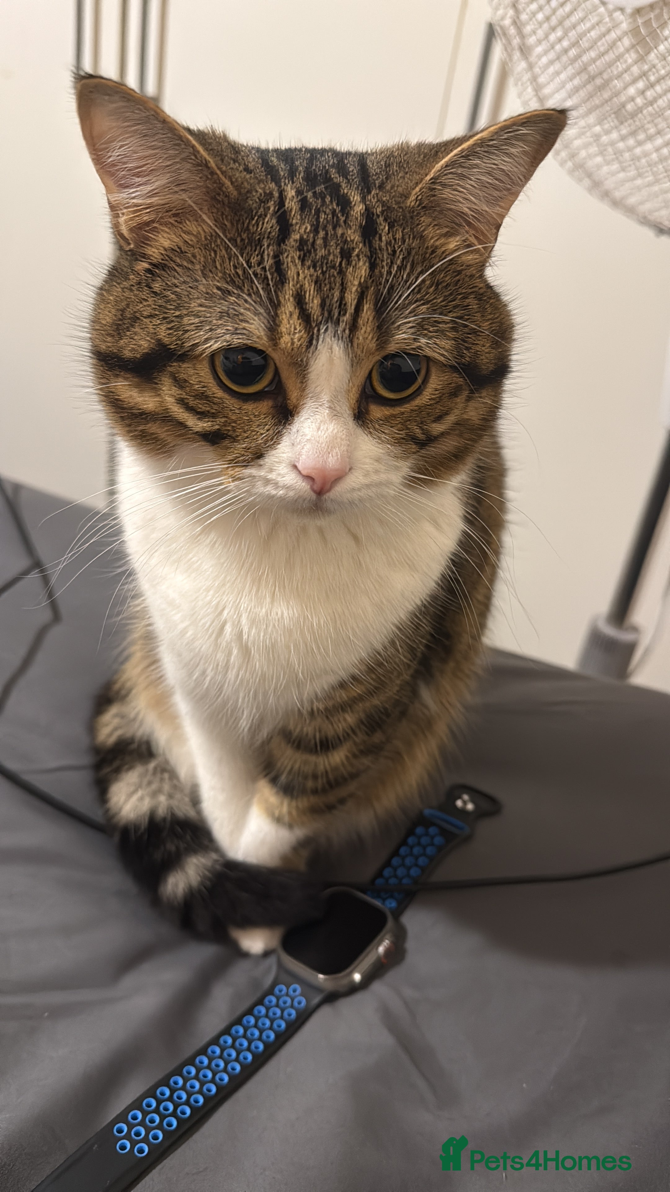 British Shorthair cats Adorable Indoor Cat Looking for a Loving Home - Advert 2