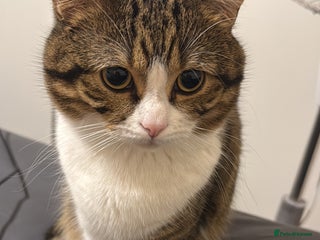 British Shorthair cats Adorable Indoor Cat Looking for a Loving Home - Advert 1