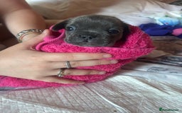 French Bulldog dogs for sale: French bull dogs  - Image 11