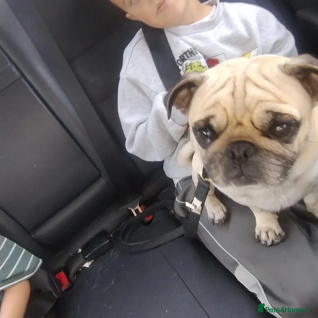 Pug dogs for sale: Male pug Frank  in Goole - Advert 3