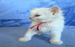 Ragdoll cats for sale: 6 Beautiful Ragdolls - Image 12