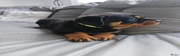 Rottweiler dogs for sale: KC Registered Rottweiler Puppies 4 Beautiful Males in Gainsborough - Advert 21