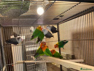 Cockatiels birds Lovebirds - Advert 14