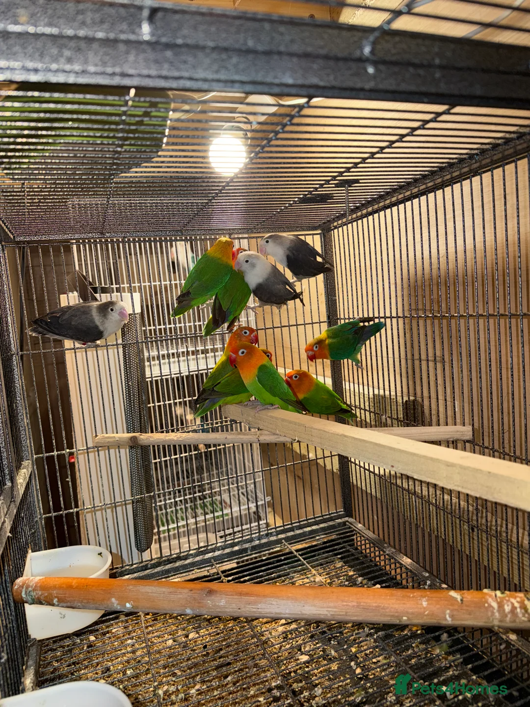 Cockatiels birds for sale: Lovebirds - Advert 1