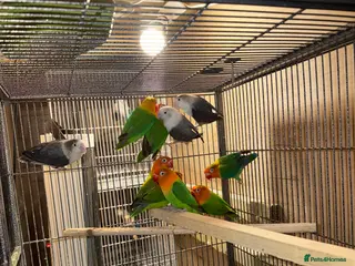 Cockatiels birds Lovebirds - Advert 7