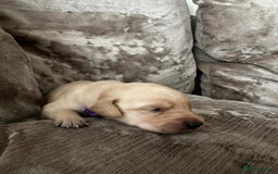 Mixed Breed dogs for sale: Beautiful litter of golden labradoodles - Image 17