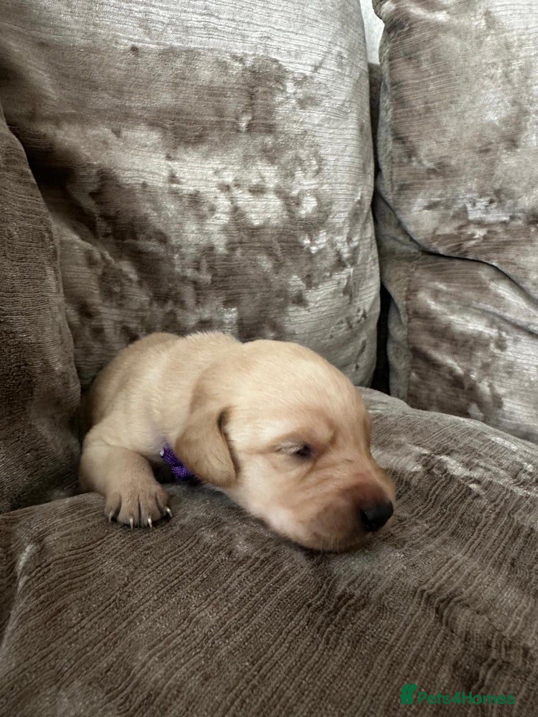 Mixed Breed dogs for sale: Beautiful litter of golden labradoodles - Image 17