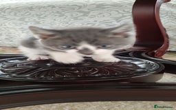 Mixed Breed cats for sale: Kitten's  - Image 18