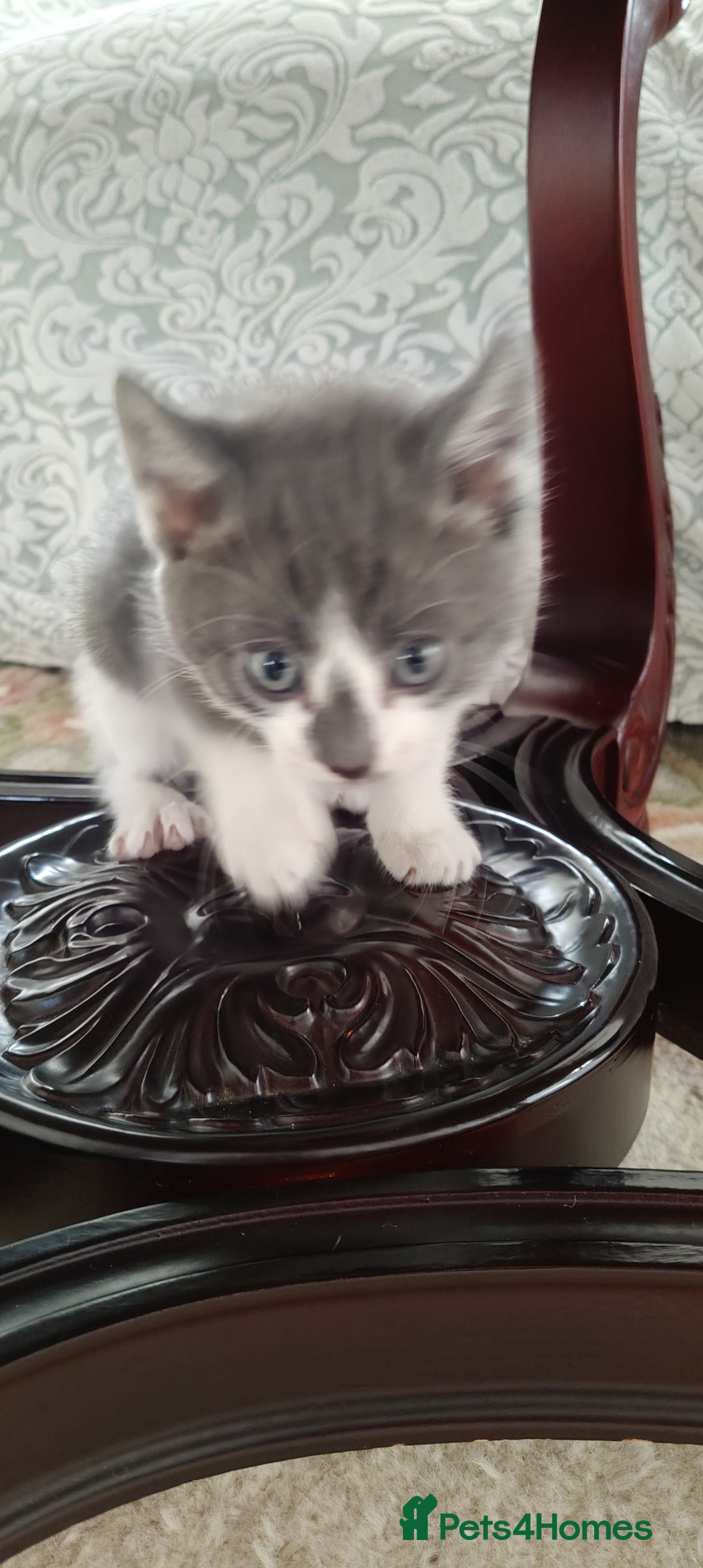 Mixed Breed cats for sale: Kitten's  - Image 18