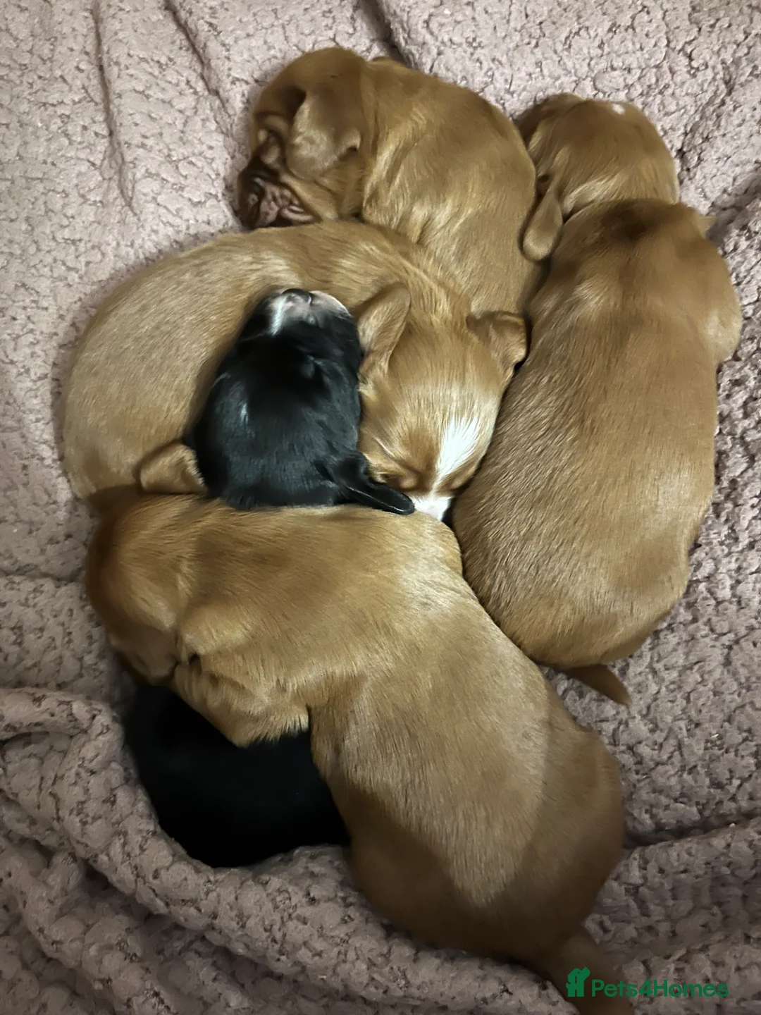 Cocker Spaniel dogs for sale: Adorable cocker Spaniel Puppies in Middlesbrough - Advert 2