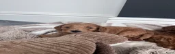 Cockapoo dogs for sale: 2 x Beautiful Male F1B Cockapoo in Eastbourne - Advert 14