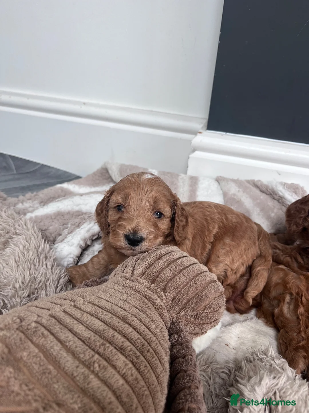 Cockapoo dogs for sale: 2 x Beautiful Male F1B Cockapoo in Eastbourne - Advert 14