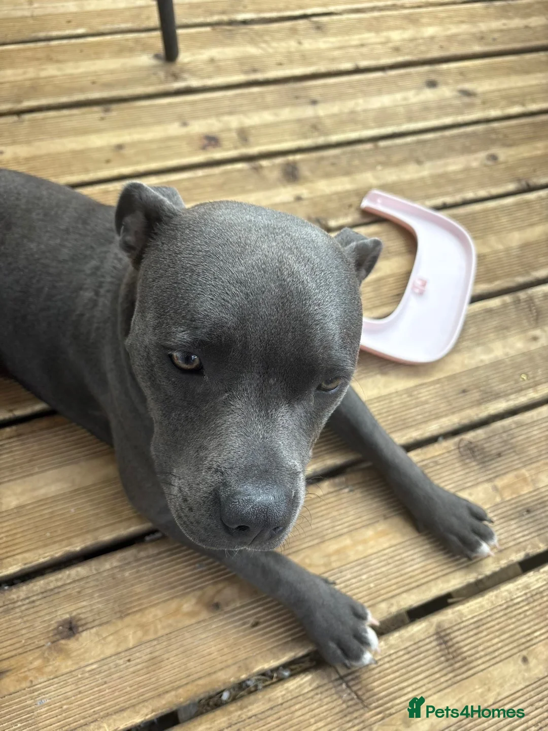 Staffordshire Bull Terrier dogs for sale: 10 month old blue Staffy - Advert 2