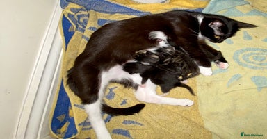 Mixed Breed cats - Advert 13