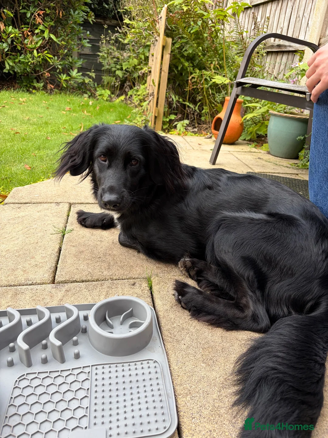Mixed Breed dogs for sale: Cocker Spaniel/German Shepherd Cross in Sale - Advert 2