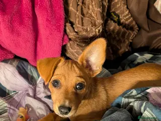 Mixed Breed dogs A loving boy looking for forever home ✨💞 - Advert 1