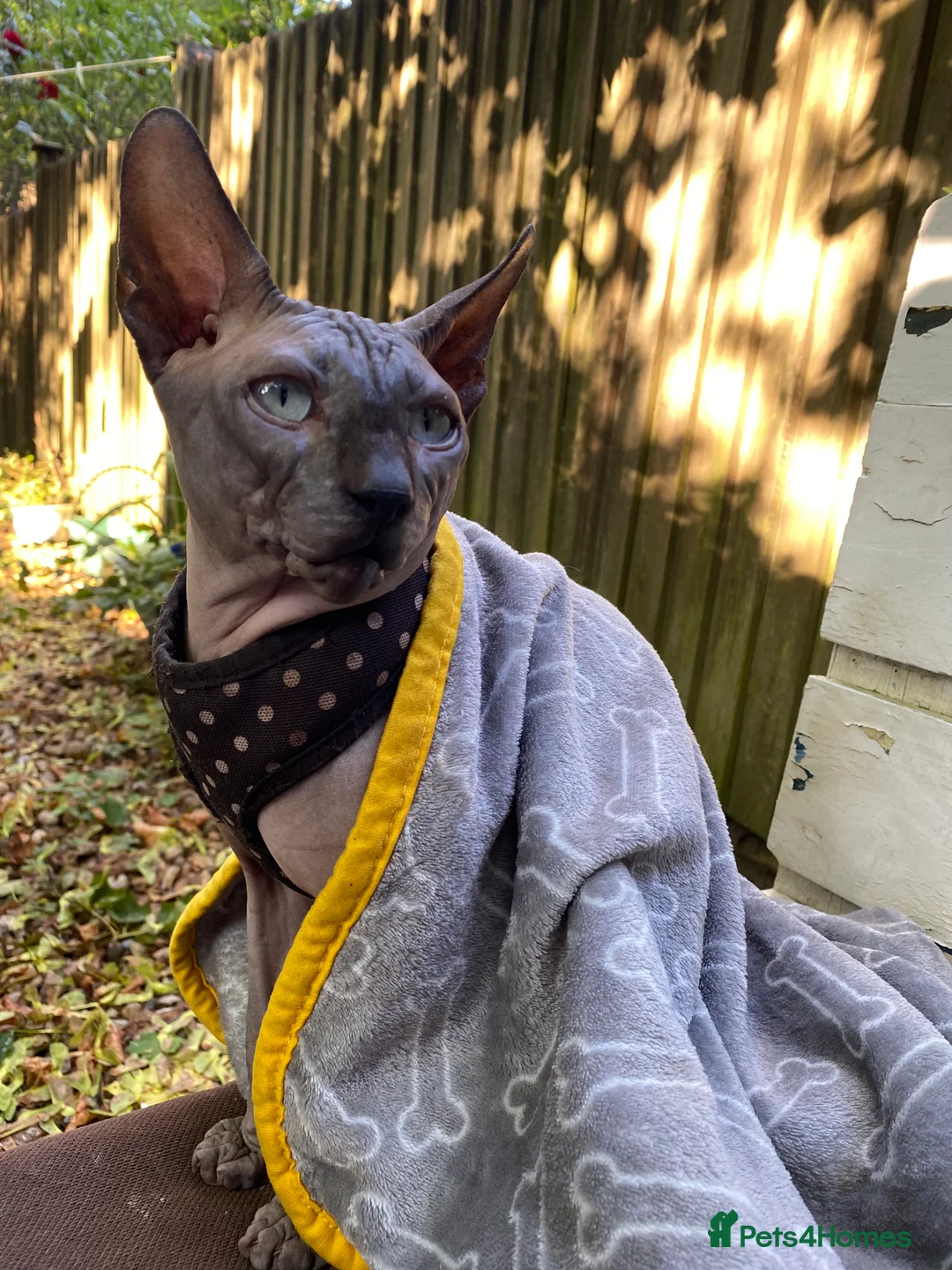 Sphynx cats for stud: Beautiful Canadian Boy For Stud in London - Advert 4