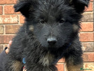 German Shepherd dogs German Shepherd's from DDR and Czech bloodlines. - Advert 2