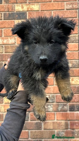 German Shepherd dogs German Shepherd's from DDR and Czech bloodlines. - Advert 2