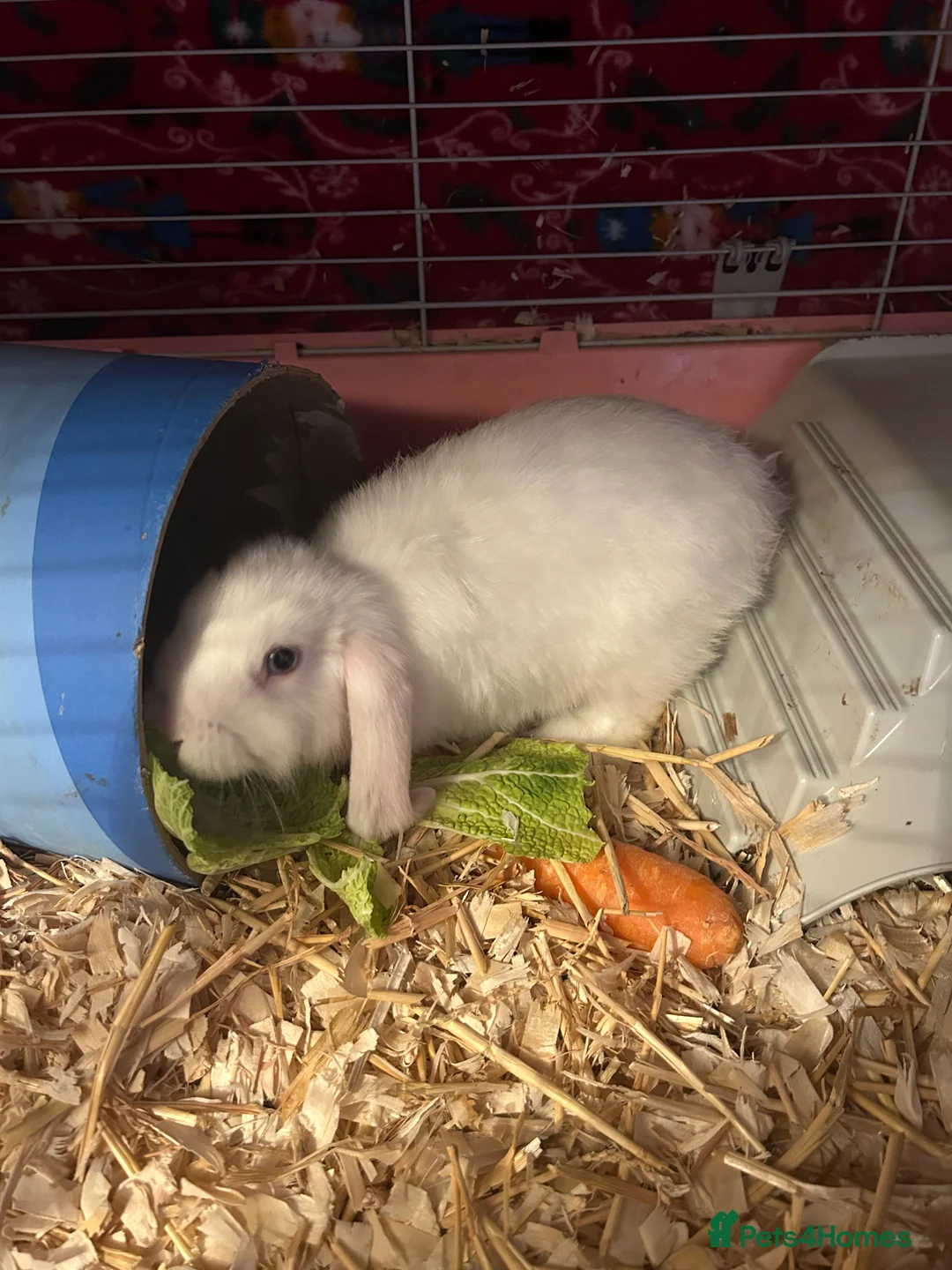 Mini Lop rabbits for sale: Gorgeous female bunny and male baby bunny  - Advert 3