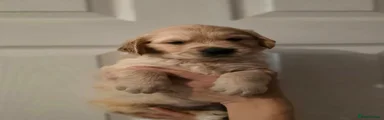 Golden Retriever 8