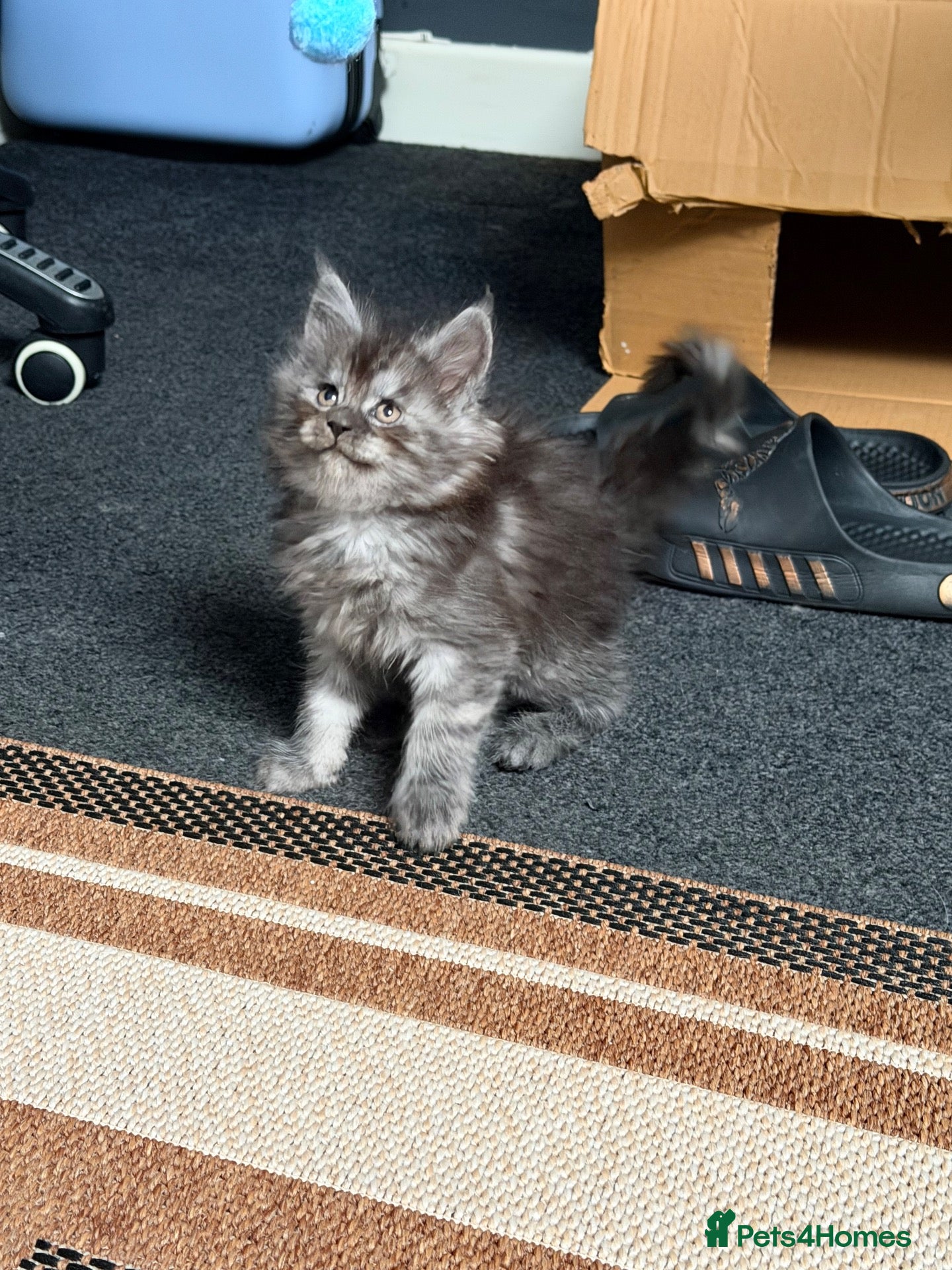 Maine Coon cats Gorgeous Maine Coon Kittens - Advert 9